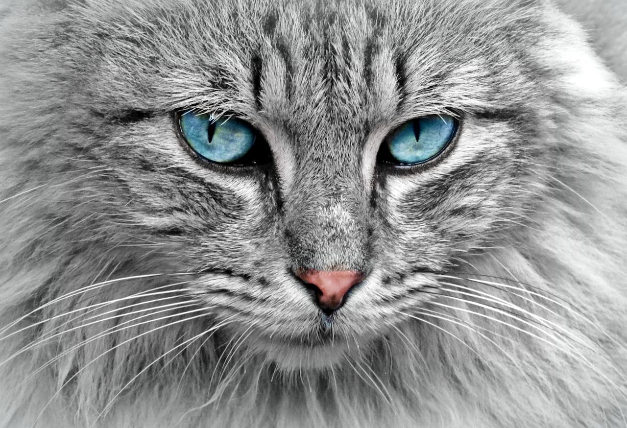 Stunning close-up of a grey cat with mesmerizing blue eyes, highlighting its fur and whiskers.